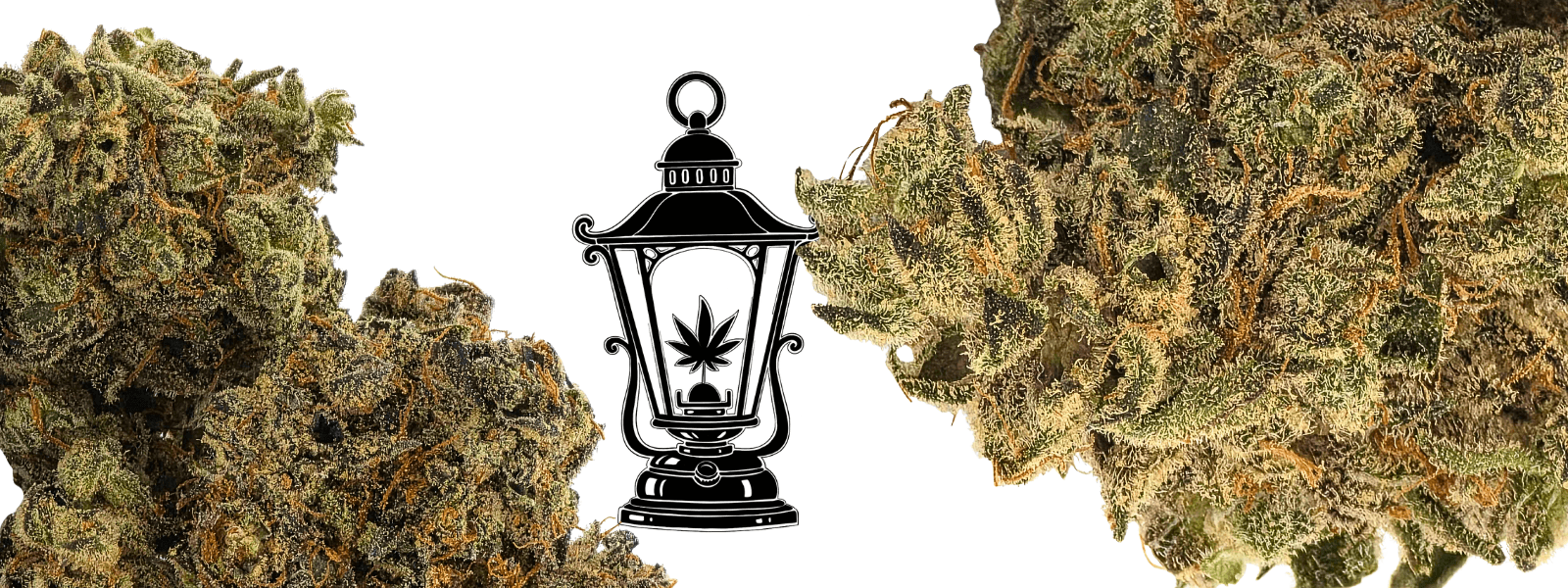 Gas Lit Legacy promotional banner