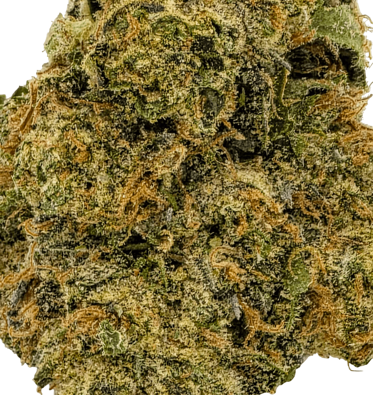 GG #4